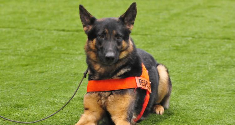 Search and Rescue German Shepherd